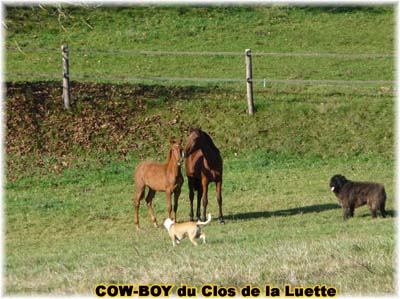 le bouvier des flandres et le cheval - Elevage du CLOS DE LA LUETTE - COPYRIGHT DEPOSE